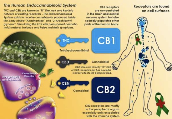 Het endocannabinïodesysteem